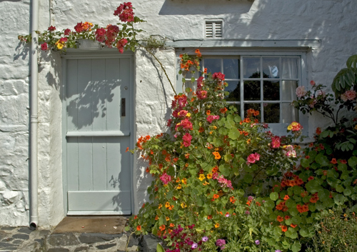 house front door with flowers growing in front