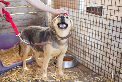 A dog in an animal shelter, waiting for a home