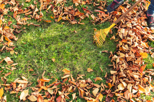 Raking leaves